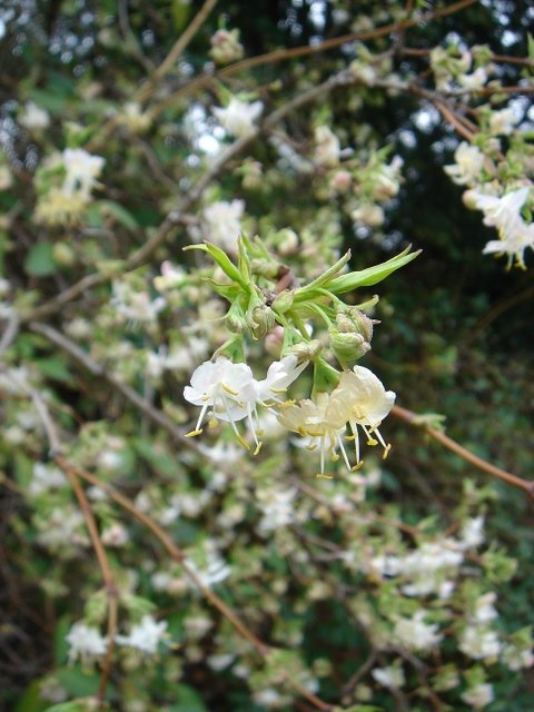 Lonicera fragrantissima